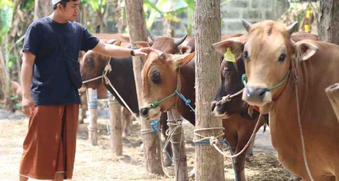 Peningkatan Ketersediaan Hewan Kurban di Bener Meriah Menjelang Iduladha 1447 H