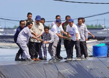 Presiden Prabowo Lakukan Panen Raya Udang Vannamei di Kebumen