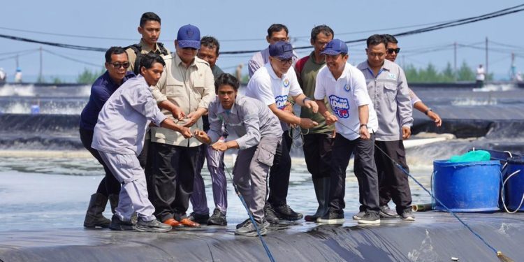 Presiden Prabowo Lakukan Panen Raya Udang Vannamei di Kebumen
