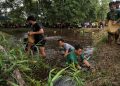 Festival Budaya Isen Mulang 2026 Angkat Tradisi Mangaruhi Dayak