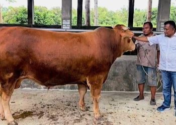 Presiden Prabowo Sumbangkan Sapi Kurban Seberat Satu Ton untuk Simeulue