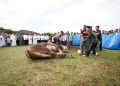 Prediksi Kebutuhan Hewan Kurban di Riau Meningkat 4,8 Persen
