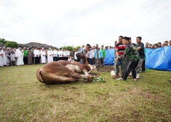 Prediksi Kebutuhan Hewan Kurban di Riau Meningkat 4,8 Persen
