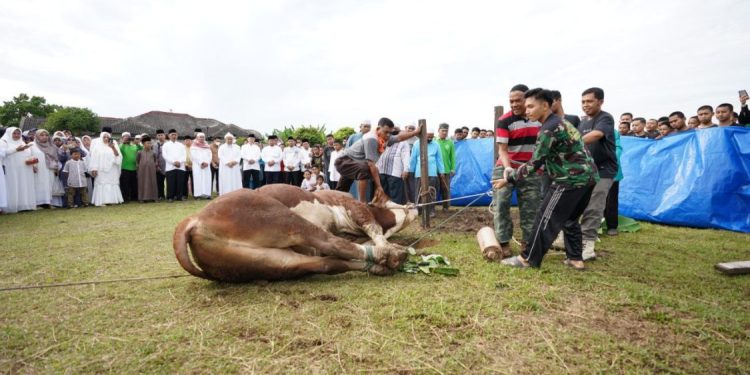 Prediksi Kebutuhan Hewan Kurban di Riau Meningkat 4,8 Persen