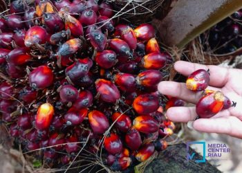 Pemprov Riau Tegaskan Larangan Penurunan Harga TBS Sepihak