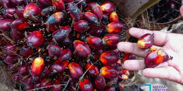 Pemprov Riau Tegaskan Larangan Penurunan Harga TBS Sepihak