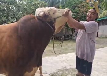 Sapi Peternak Muda Inhu Terpilih Jadi Kurban Presiden di Riau