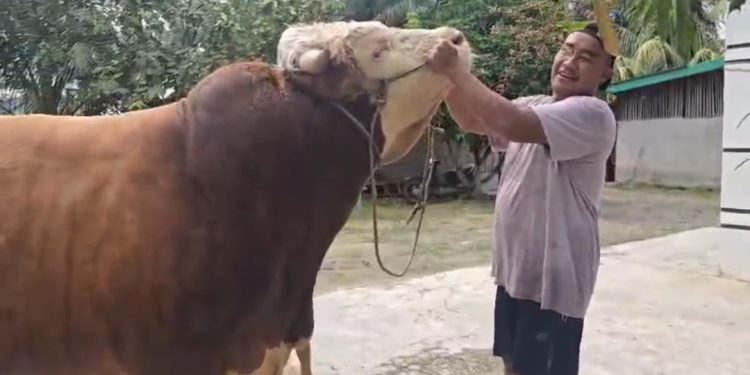 Sapi Peternak Muda Inhu Terpilih Jadi Kurban Presiden di Riau