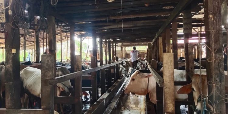Pemko Padang Distribusikan 46 Hewan Kurban ke Wilayah Kekurangan