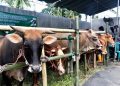 Permintaan Hewan Kurban di Lumajang Meningkat Jelang Iduladha