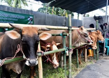 Permintaan Hewan Kurban di Lumajang Meningkat Jelang Iduladha