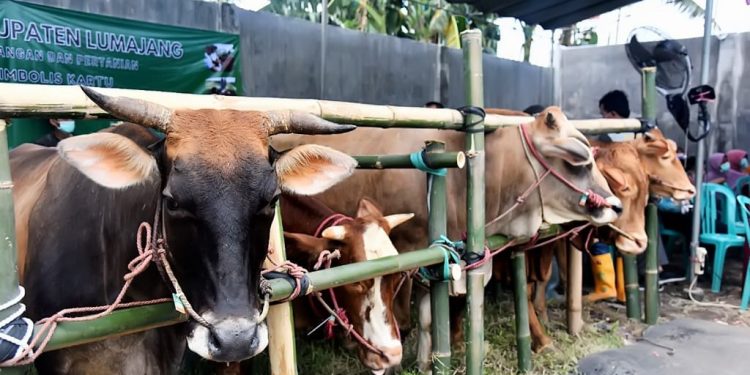 Permintaan Hewan Kurban di Lumajang Meningkat Jelang Iduladha