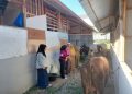 Warga Huntara Pauh Menerima Lima Sapi Kurban dari Beragam Donatur