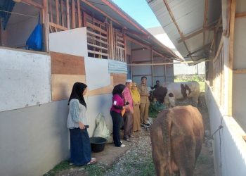 Warga Huntara Pauh Menerima Lima Sapi Kurban dari Beragam Donatur