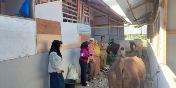 Warga Huntara Pauh Menerima Lima Sapi Kurban dari Beragam Donatur