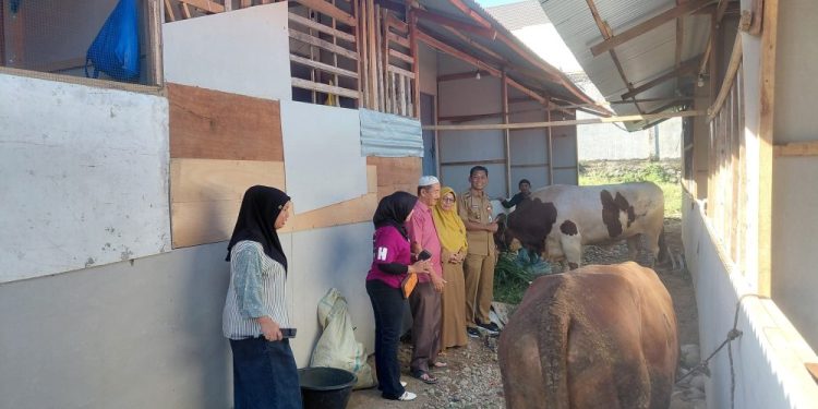 Warga Huntara Pauh Menerima Lima Sapi Kurban dari Beragam Donatur
