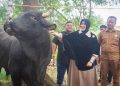 Wali Kota Banda Aceh Distribusikan Sapi Kurban Bantuan Presiden untuk Iduladha