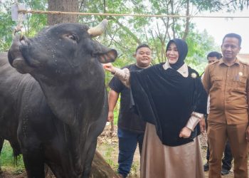 Wali Kota Banda Aceh Distribusikan Sapi Kurban Bantuan Presiden untuk Iduladha