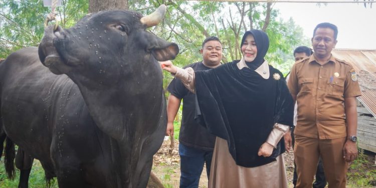 Wali Kota Banda Aceh Distribusikan Sapi Kurban Bantuan Presiden untuk Iduladha