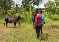 Aceh Besar Siapkan 61 Petugas untuk Pemeriksaan Hewan Kurban
