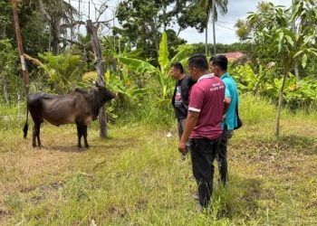 Aceh Besar Siapkan 61 Petugas untuk Pemeriksaan Hewan Kurban