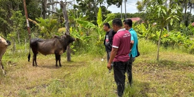 Aceh Besar Siapkan 61 Petugas untuk Pemeriksaan Hewan Kurban
