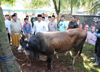 Ketersediaan Hewan Kurban di Indonesia Surplus, Pasokan Terjamin