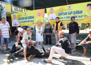 Wakil Gubernur Gorontalo Pastikan Distribusi Sapi Kurban Berjalan Lancar