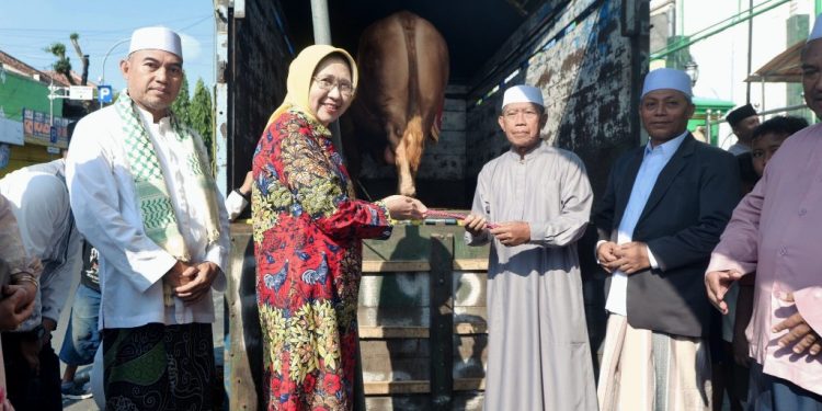 Sapi Kurban Presiden Dorong Potensi Peternakan Lumajang