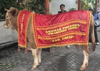 Sapi Kurban Presiden Berbobot 1,15 Ton dari Gresik