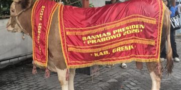 Sapi Kurban Presiden Berbobot 1,15 Ton dari Gresik