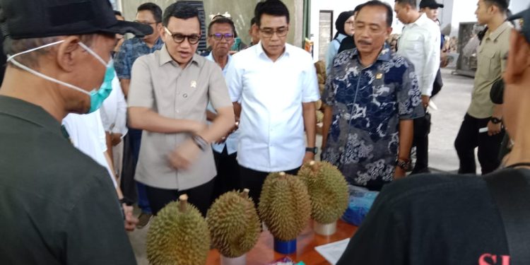 Durian Parigi Moutong Sukses Ekspor ke Tiongkok