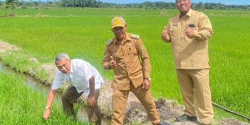 Uji Coba Padi Gamagora 7 di Kalimantan Timur untuk Pertanian Tadah Hujan