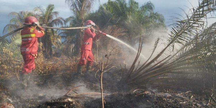 Kebakaran Lahan Gambut di Riau Terus Jadi Sorotan Meski Diguyur Hujan