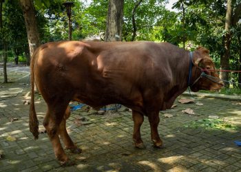 UGM Serahkan Dua Sapi Kurban untuk Masjid Kampus