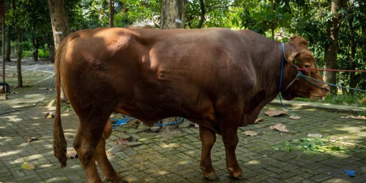 UGM Serahkan Dua Sapi Kurban untuk Masjid Kampus