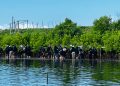 HMP UGM Lakukan Penanaman 1.000 Mangrove di Pesisir Kulon Progo