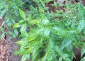 Manfaat Obat Herbal Sambiroto