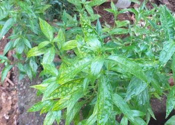 Manfaat Obat Herbal Sambiroto