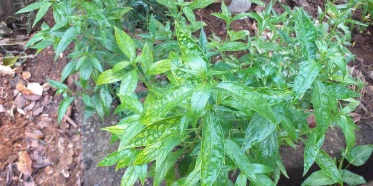 Manfaat Obat Herbal Sambiroto