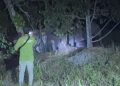 Kawanan Gajah Sumatra Muncul di Pekanbaru, Ini Tindakan yang Diambil
