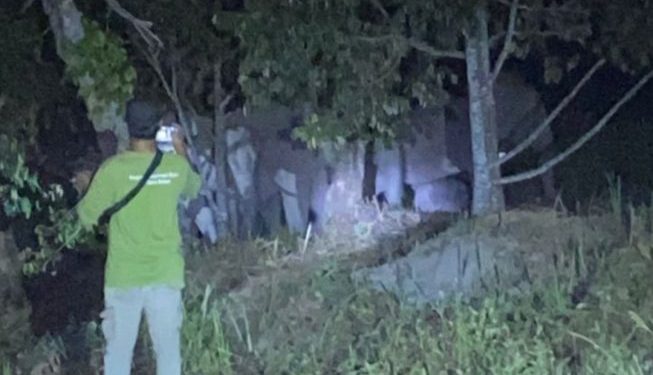 Kawanan Gajah Sumatra Muncul di Pekanbaru, Ini Tindakan yang Diambil