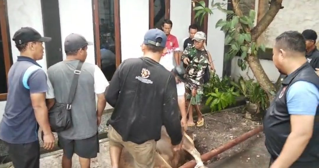 Penyembelihan Dua Sapi Kurban di NPCI Riau, Pengurus Bergotong Royong