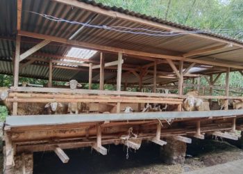 Dukuh Klisat: Sukses Kelola Peternakan Domba di Moyudan