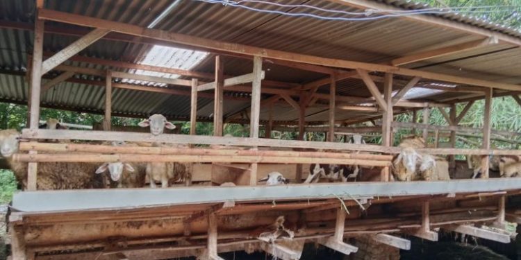 Dukuh Klisat: Sukses Kelola Peternakan Domba di Moyudan