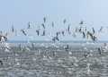 Pentingnya Tempat Singgah bagi Burung Migran di Indonesia