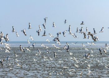 Pentingnya Tempat Singgah bagi Burung Migran di Indonesia