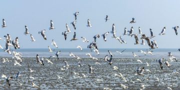Pentingnya Tempat Singgah bagi Burung Migran di Indonesia