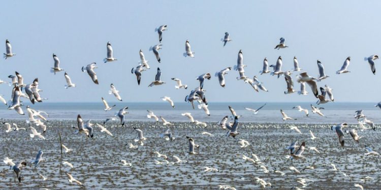 Pentingnya Tempat Singgah bagi Burung Migran di Indonesia