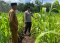 Bhabinkamtibmas Bengkalis Pantau Lahan Jagung untuk Dukung Ketahanan Pangan